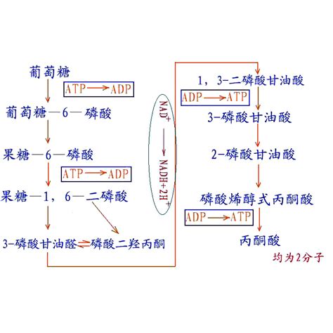 糖解途徑口訣|【糖解途徑口訣】超強口訣大解密！糖解途徑一網打盡